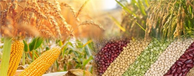 VISHAL Combine Harvesters Future-Ready